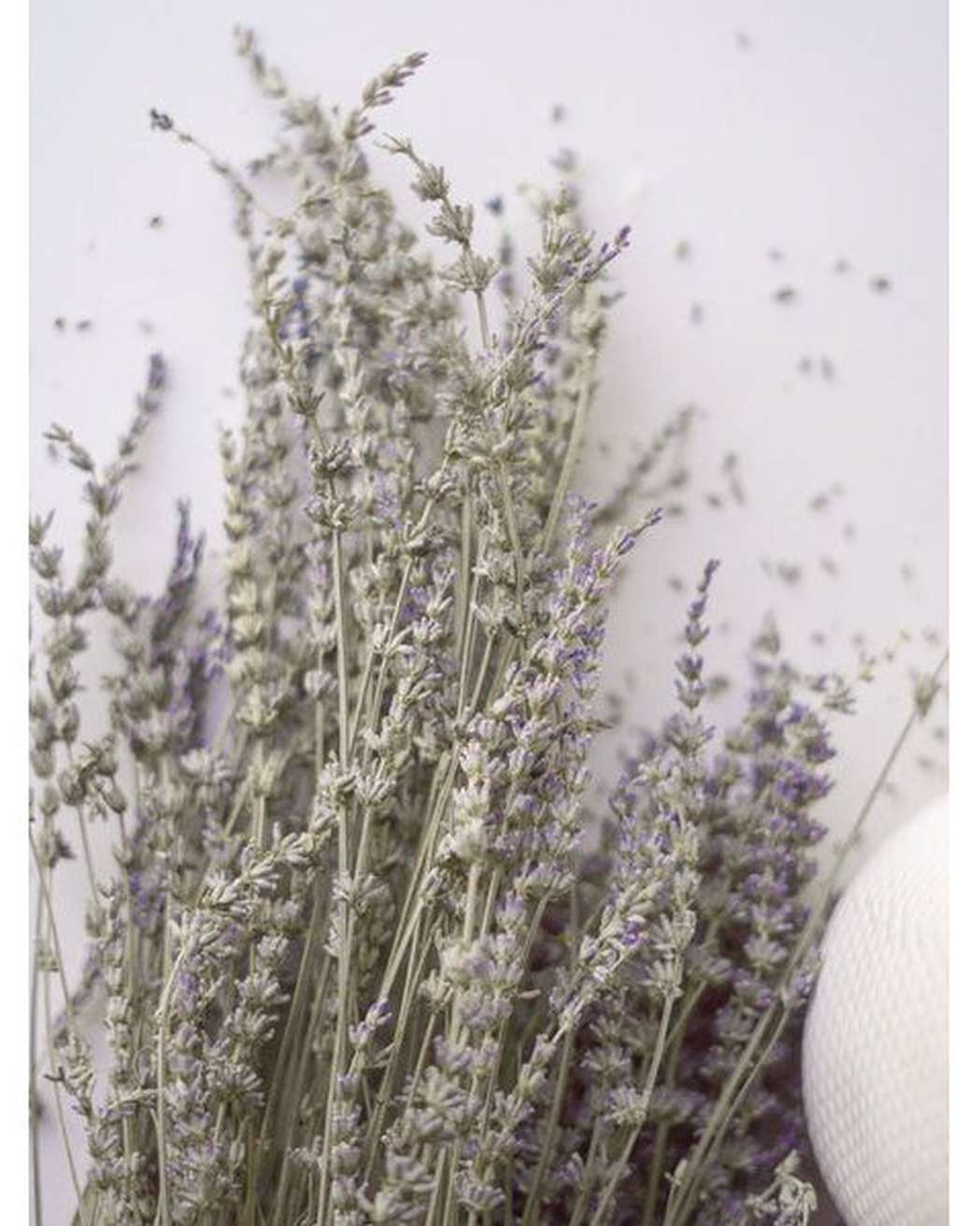 Dried Lavender